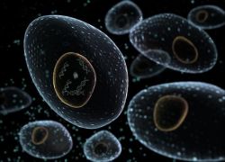 Органические и неорганические вещества. Неорганические вещества клетки