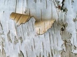 Первая берестяная грамота. Открытие берестяных грамот