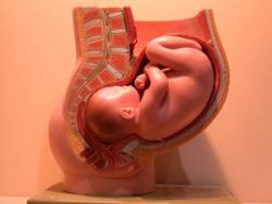 Матка женщины: строение, расположение и функция. Удаление матки