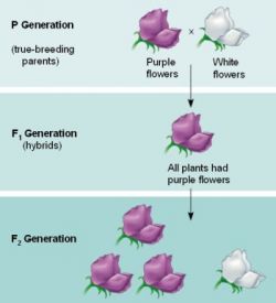 Моногибридное скрещивание - это... Задачи на моногибридное скрещивание