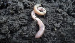 Разговор с подсознанием: к чему снится белый червь? 