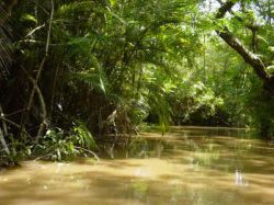 Природные зоны Южной Америки: таблица