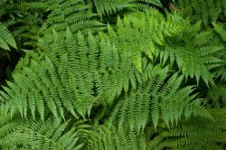 Высшие растения: многообразие видов и общая характеристика отделов