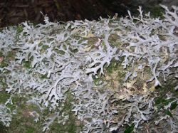 Мутуализм: примеры в природе