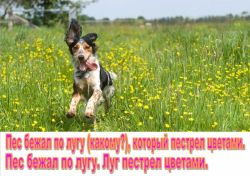 Сложноподчиненное предложение с придаточным определительным: примеры