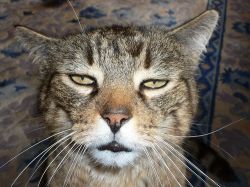 Флегматик - это что за тип темперамента?