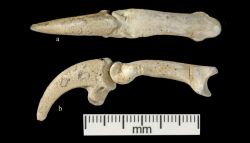 Древние люди: их жизнь, быт и орудия