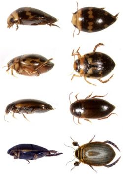 Жук-плавунец: описание, место обитания