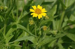 Растения, занесенные в Красную книгу России: описание и фото