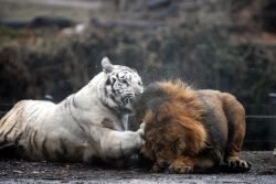 Кто опаснее, кто быстрее и кто сильнее - лев или тигр?