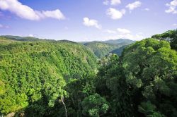 Природное сообщество лес: значение и описание