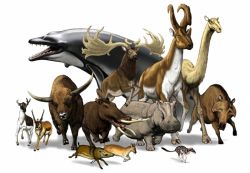 Парнокопытные животные: кто к ним относится?