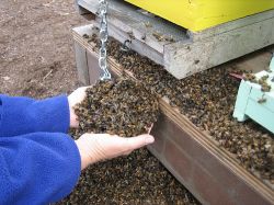 Пчелиный подмор: применение в народной медицине