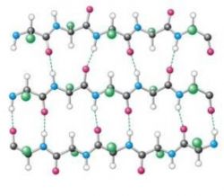 Вторичная структура белка и ее пространственная организация. Образование вторичной структуры белка.