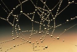 Адгезия - это что такое? Адгезия: определение