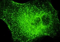 Строение ядра клетки и функции