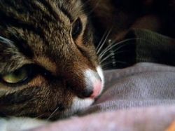 У кота запор. Что делать сразу, и какова профилактика?