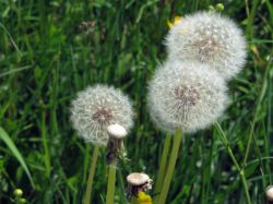 Что такое флора? Значение термина