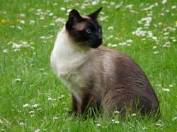 Клички кошек-девочек. Имя - это важно!