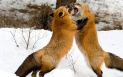 К чему снится лиса, которая хочет укусить? К чему снится лис рыжий?