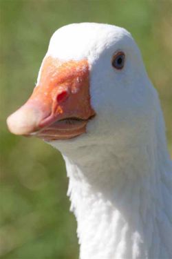 К чему снится гусь: сонник. К чему снятся гуси белые