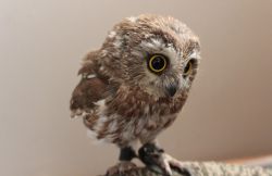 К чему снятся совы - сонник. К чему снится сова в доме