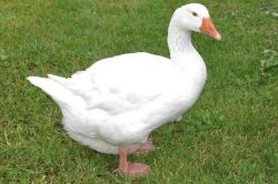 Сонник: к чему снятся гуси