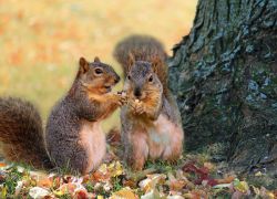 К чему снится белка - значение и толкование сна