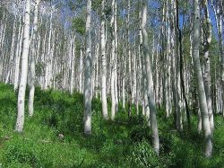 Как сохранить березовый сок в домашних условиях