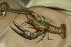 К чему снится рак? Толкование сна