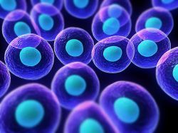 Клетка - это... Строение и основные функции клеток