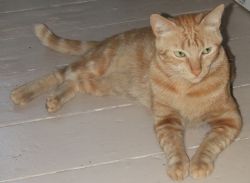 К чему снится рыжий кот? Значение сна