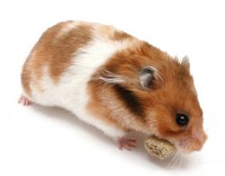 К чему снится хомяк? Значение сна