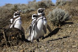 Морские птицы: названия, описание и фото