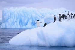 Открытие Антарктиды Беллинсгаузеном и Лазаревым