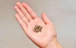 Чем полезный сельдерей может помочь организму? Корень и стебли сельдерея: полезные свойства и противопоказания, рецепты