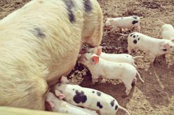 Сонник: к чему снится поросенок?