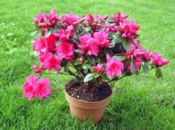 Как осуществлять уход за азалией в домашних условиях