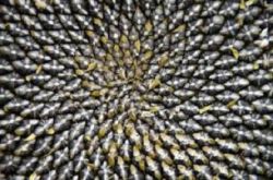 К чему снятся семечки подсолнуха? Грызть семечки во сне к чему?