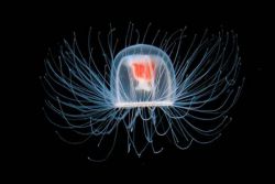 Почему медуза Turritopsis nutricula считается бессмертной?
