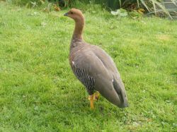 Тип Хордовые (Chordata). Общая характеристика. Особенности строения