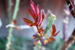 Как и когда открывать розы после зимы