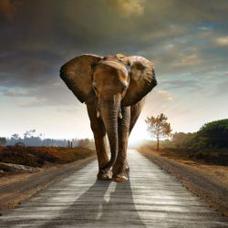 К чему снится слон: сонник говорит