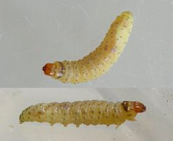 К чему снится опарыш? Толкование сна