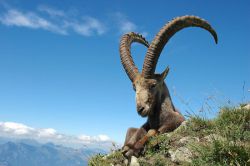 Козерог: характеристика знака, совместимость и камень