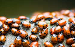 К чему снится насекомое? Толкование снов