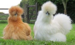 Китайские шелковые куры: содержание, фото, отзывы