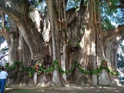 Самое старое дерево в мире: долгожители Нового и Старого Света