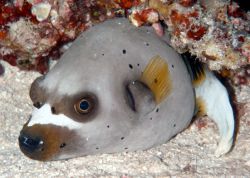 Морская рыба-собака: описание, фото. Смертельно опасный яд скалозуба