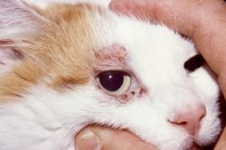 Подкожный клещ у кошек: симптомы, лечение, профилактика и предупреждение болезни